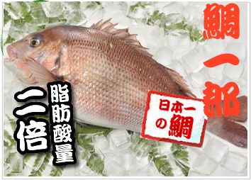 脂肪酸量二倍 日本一高い養殖鯛鯛一郎クン