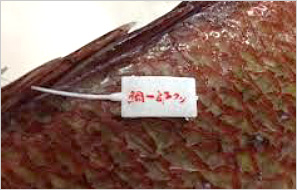 日本一高い養殖鯛鯛一郎クン