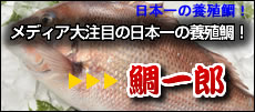 日本一の養殖鯛！メディア大注目の日本一の養殖鯛！鯛一郎くん